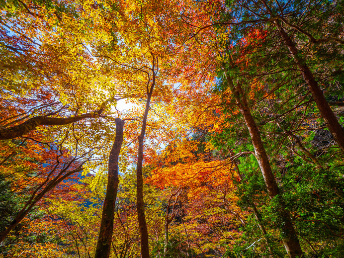 キャンプで秋を楽しもう！紅葉や星空の美しいキャンプ場【近畿地方】(季節・暮らしの話題 2022年10月24日)