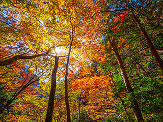 キャンプで秋を楽しもう！紅葉や星空の美しいキャンプ場【近畿地方】