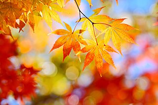 秋色に染まった山を楽しもう！関東エリアで紅葉がおすすめの山4選