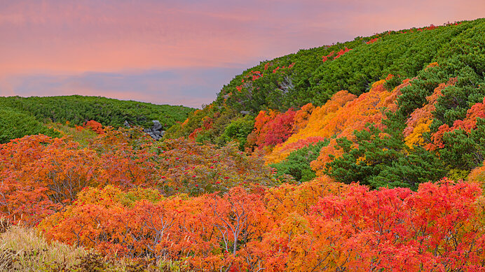 紅葉は五感で楽しむのが王道！ 木々の色どりは日々表情を変えています(季節・暮らしの話題 2022年10月23日) - 日本気象協会 tenki.jp