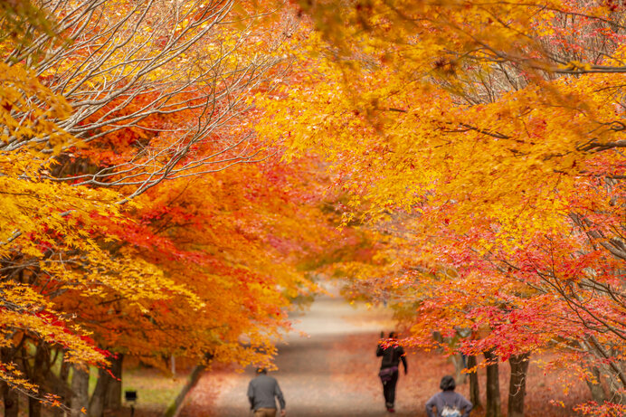 山梨・長野の紅葉に逢いに行こう！絶景を楽しむ紅葉名所【甲信地方】