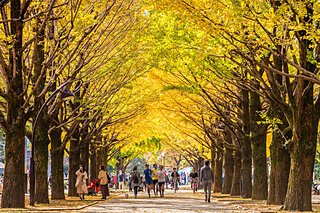 黄金色の絶景！東京のイチョウ並木をお散歩しよう