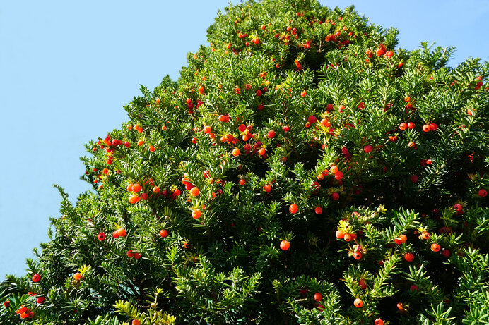 秋に赤い実をつける「イチイ」。庭木や公園でよく見かける