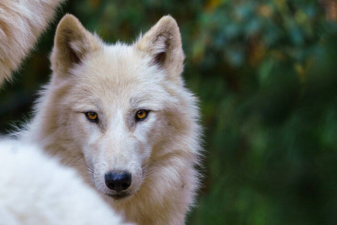 オオカミ幻想の深層に白き「イヌ」あり。日本人とオオカミ、その過去と未来【後編】