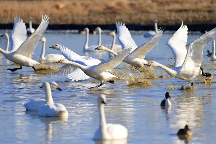 体重の重い白鳥の着水・離水は大迫力です