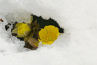 北海道に春の訪れを告げる花。雪の下から元気に伸びる