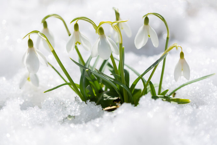 まだ残る雪の中に咲くスノードロップ