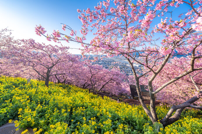 河津桜と菜の花で埋め尽くされた風景を満喫