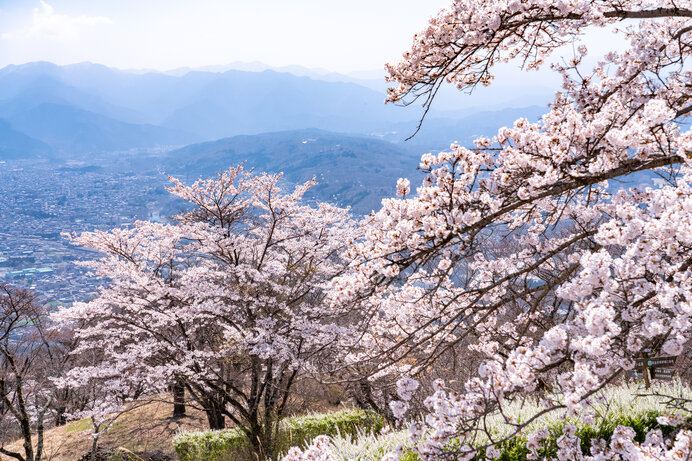 蓑山はさまざまな種類の桜を楽しめます