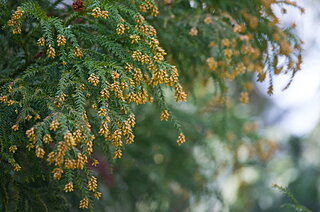 花粉を玄関でシャットアウトする3つの方法を紹介