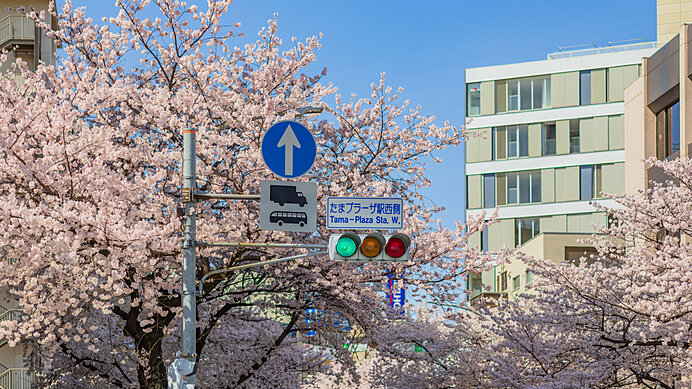 神奈川県在住のライターが厳選！混雑しない神奈川の桜名所7選_画像