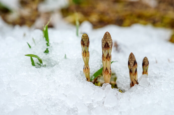 雪の中の土筆坊（つくしんぼう）