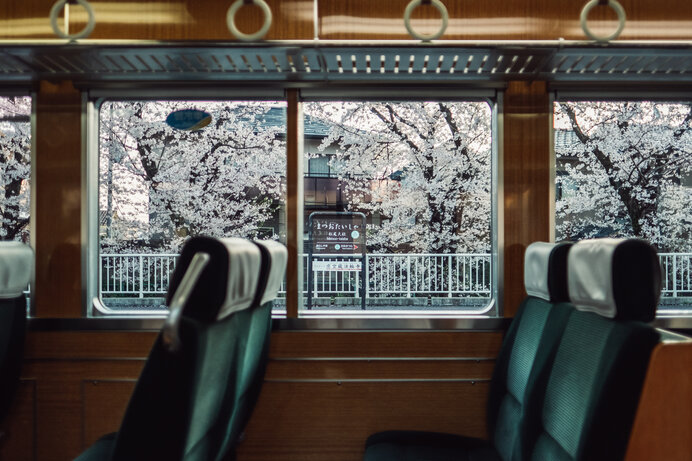 電車の中から見える桜も絵になる