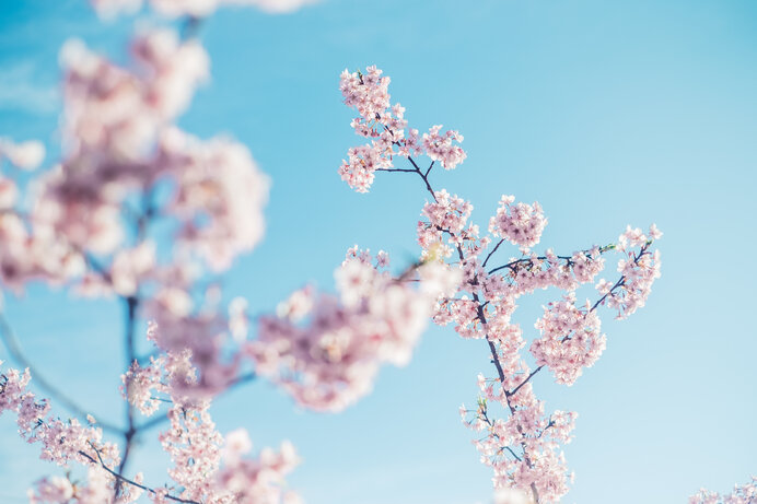 空の青と桜のピンクが美しい