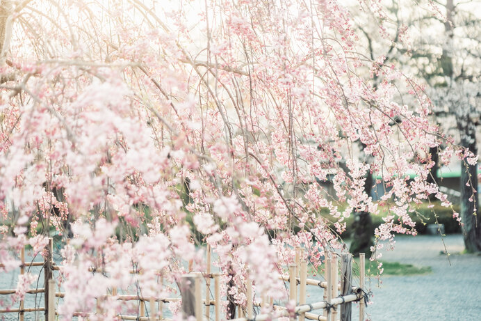京都の春の桜の狙い方と写真の撮り方まとめ