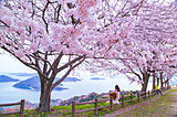 美しい桜に逢いに行こう〜四国地方のさくら名所〜【2023】