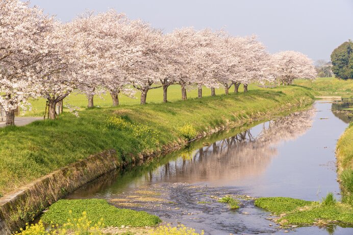 草場川の桜並木（福岡県）