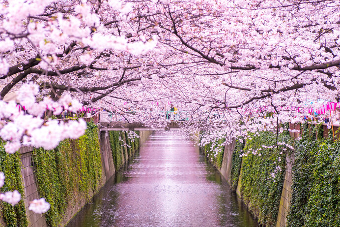 美しい桜に逢いに行こう〜南関東のさくら名所〜【2023】