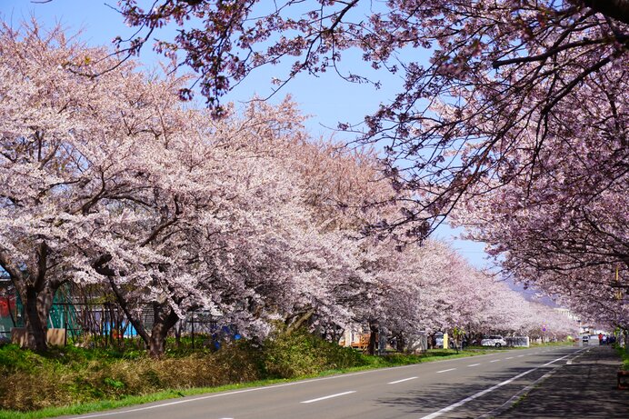 長～い桜並木をドライブで：2023北海道の桜スポット1
