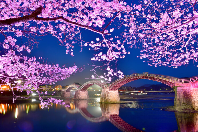 桜が美しい帯刺繍