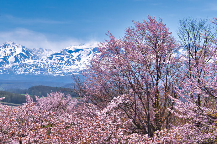 北海道にしかない桜の名所：2023北海道の桜スポット2