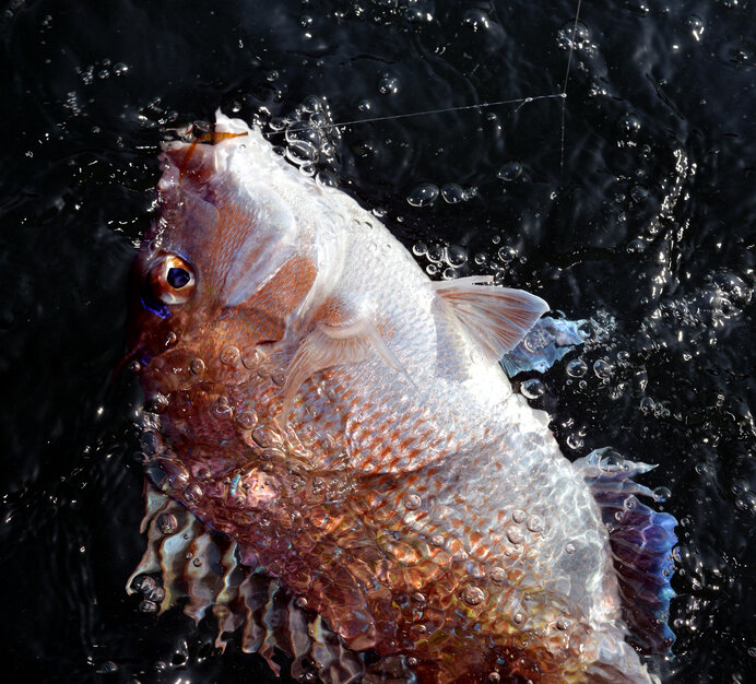 釣りあげられる天然真鯛