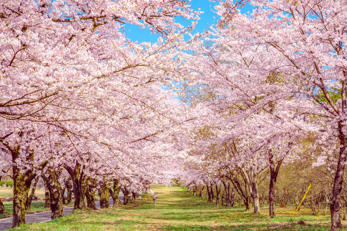 美しい桜に逢いに行こう〜北関東のさくら名所〜【2023】