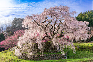 美しい桜に逢いに行こう〜近畿地方のさくら名所〜【2023】