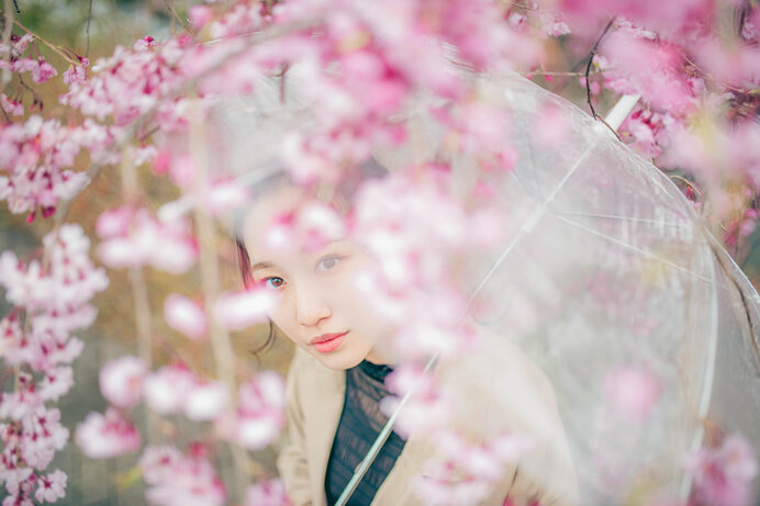 花の雨」はなやかに咲いた桜に降りそそいで、春の風情を深めます(季節