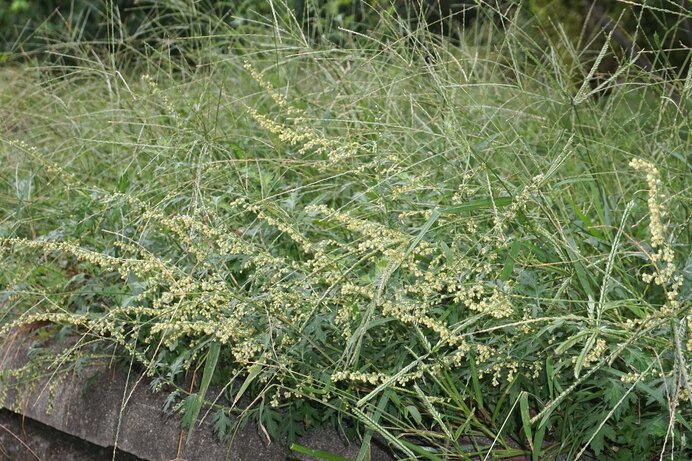 秋の花期には、春のヨモギとは似ても似つかぬこんな草姿に