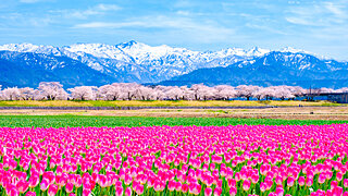 美しい桜に逢いに行こう〜北陸地方のさくら名所〜【2023】