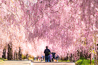 美しい桜に逢いに行こう〜東北地方のさくら名所〜【2023】