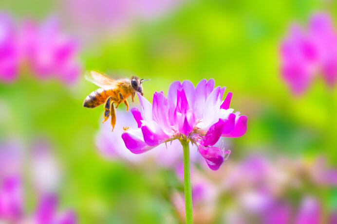 野の花を探して歩こう！ 四月の陽光に包まれ緑の中に咲いています(季節