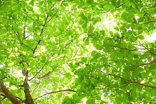 新緑シーズン到来　疲労度の高い方ほど森林浴が効果的に　植物から湧き出る「フィトンチッド」とは