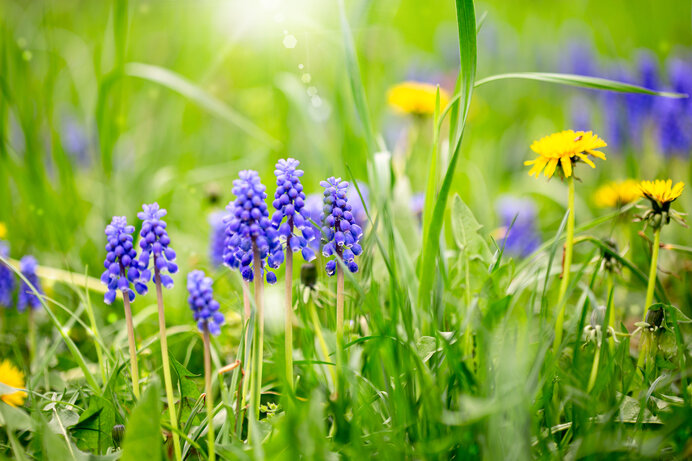 天使か悪魔か？美しい外来帰化植物たち【春・初夏の章】(季節・暮らしの話題 2023年04月30日) - 日本気象協会 tenki.jp