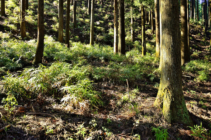 低山でも難易度が高いので上級者におすすめ