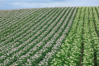初夏の北海道、畑に整然と並ぶジャガイモの花が見ごろ