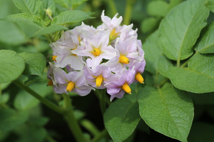 男爵イモ／花は淡い赤紫色、花びらの先が白い。1本の茎に多数の花