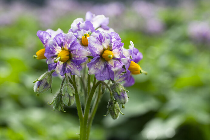 メークイン／花は濃いめの紫色、花びらに絞り染めのような白い斑点