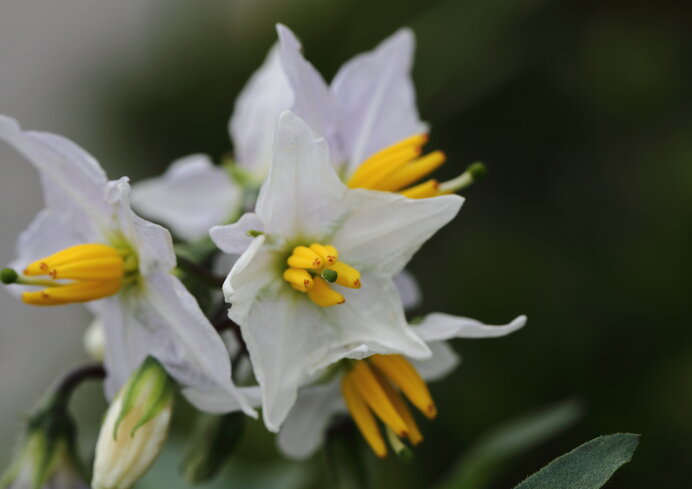 マチルダ／花はやや大きめの白。小粒で形がいい品種。ホールポテトに