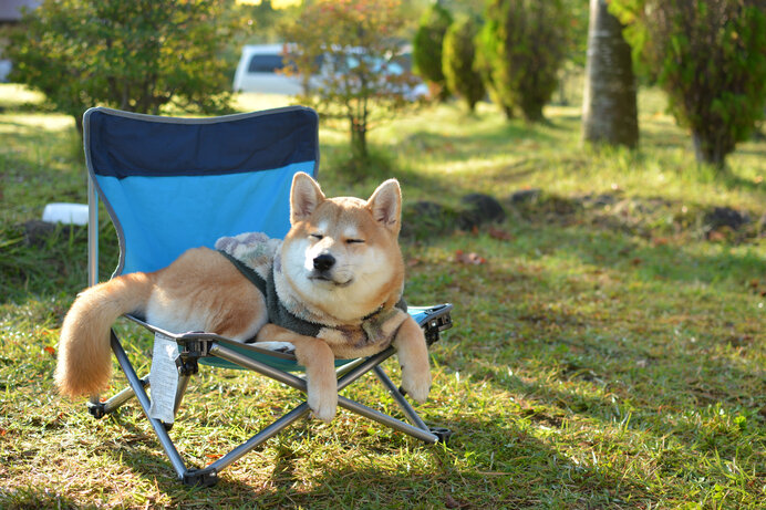 北海道で愛犬とキャンプ! ドッグランがあるキャンプ場4選_画像