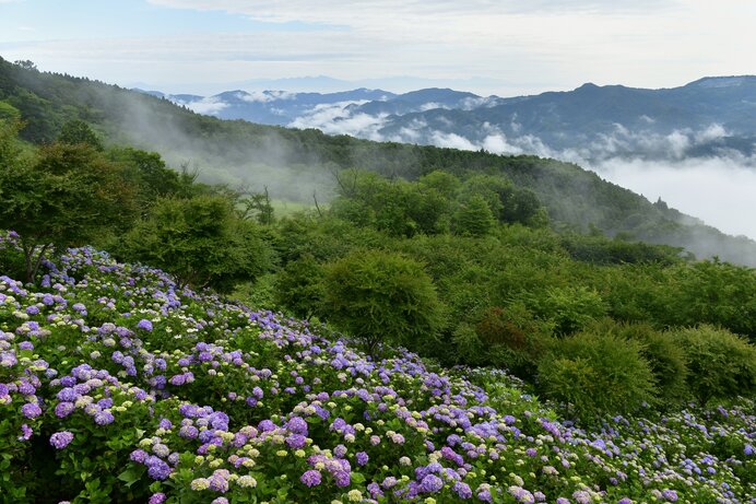 雨だからこそ登りたい山がある！紫陽花が美しい関東の低山4選