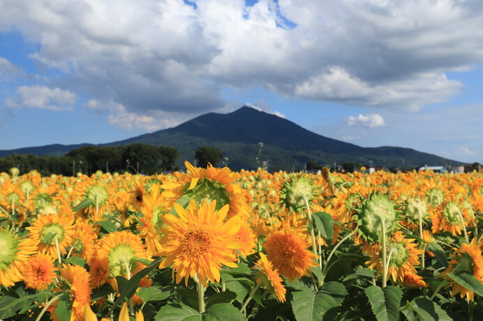 夏の思い出が笑ってる♪ひまわり畑に出かけよう【2023 関東】(季節