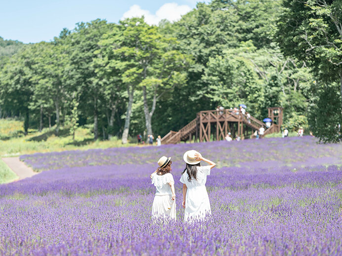 群馬「たんばらラベンダーパーク」夏営業開始！ 関東最大のラベンダー