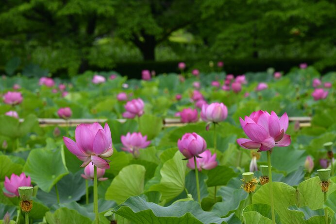 お釈迦様もお待ちかね？ 蓮が花開く時季をむかえました。花を見るなら朝がねらい目！(季節・暮らしの話題 2023年07月14日) - 日本気象協会  tenki.jp