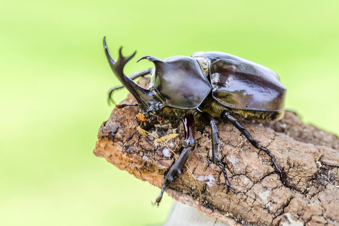 カブトムシを探そう　夏休み前が狙い目？！　カブトムシを見つける3つのポイントとは