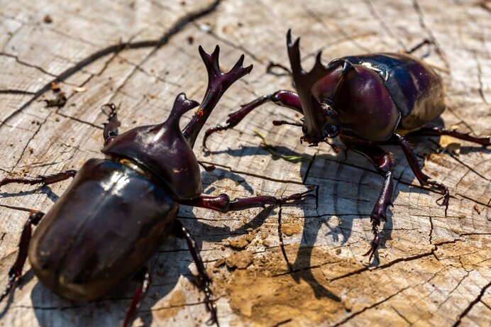 カブトムシを探そう 夏休み前が狙い目？！ カブトムシを見つける3つのポイントとは(季節・暮らしの話題 2023年07月15日) - 日本気象協会  tenki.jp