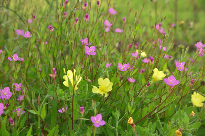 グロテスク？かわいい？個性あふれる外来植物たち【盛夏の章】(季節・暮らしの話題 2023年07月30日) - 日本気象協会 tenki.jp