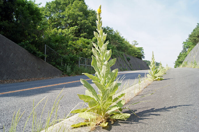 全身を細かな柔毛に覆われた巨大雑草ビロードモウズイカ