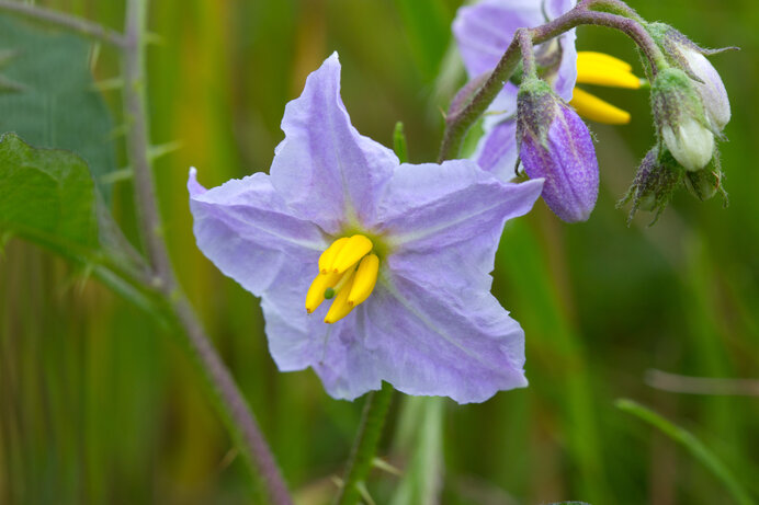 野菜の花っぽさ満開の親しみ深げなワルナスビ。不用意にさわらないで